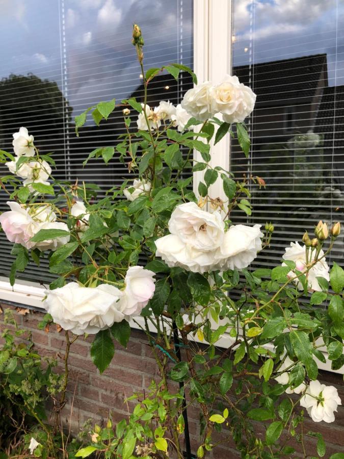 Vakantiewoning In Middelburg Zeeland Eksteriør bilde